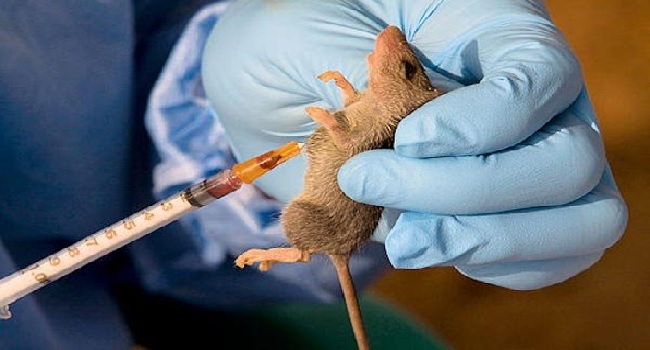 Lassa Fever: Ondo, Bauchi, Edo remain epicenters -NCDC